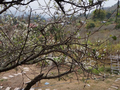 Bán đất view đẹp tại khu du lịch cộng đồng tổ vặt hồng, p. mường sang, tx mộc châu 2