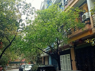 Bán nhà liền kề Mỹ Đình quận Nam Từ Liêm giá tốt nhất thị trường 0