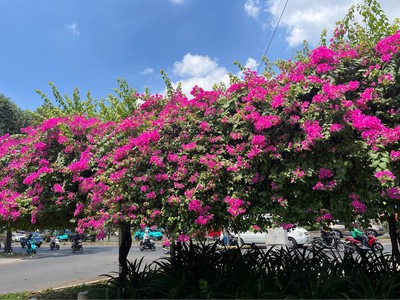 Nhà chính chủ trang bìa - trung mỹ tây, quận 12 0