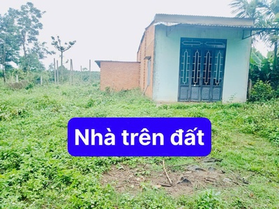 Bán đất tặng nhà cư ê wi- cư kuin - đắk lắk dt 1531m2 sẵn 150m2 thổ cư sẵn nhà cấp 4 chỉ việc vào ở 3