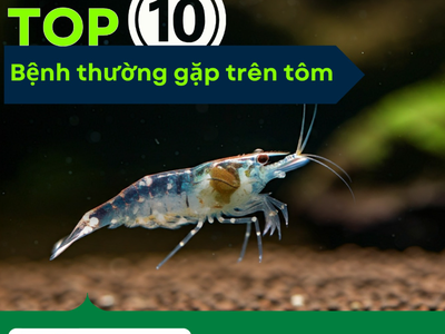 10 loại bệnh thường gặp trên tôm mà bạn cần biết 0