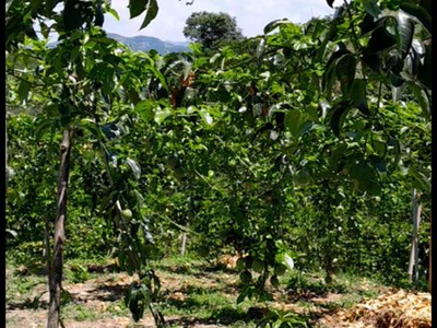 Bán đất bảo lộc - 5.700m  -  - đường bê tông đẹp, điện nước đầy đủ 0