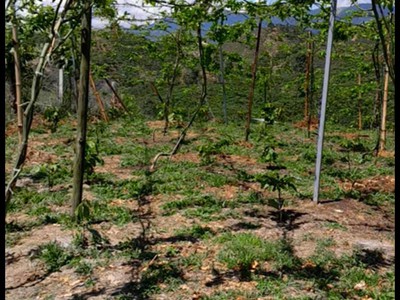 Bán đất bảo lộc - 5.700m  -  - đường bê tông đẹp, điện nước đầy đủ 1