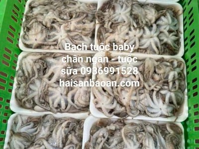 Nơi bán bạch tuộc vip ngon tuyển chọn 0