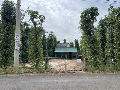 Miếng đất 2 mặt tiền, hiện đang trồng tiêu, trung bình thu hoạch được 4 tấn/năm 2