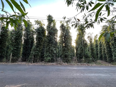 Miếng đất 2 mặt tiền, hiện đang trồng tiêu, trung bình thu hoạch được 4 tấn/năm 4