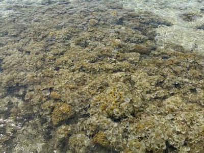 Cần bán mảnh đất siêu đẹp 4 Mặt Tiền nằm tại Đường Điệp Sơn 8