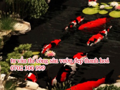 Tư vấn thiêt kê cảnh quan bể cá koi đẹp thanh hoá. 0702300999 3