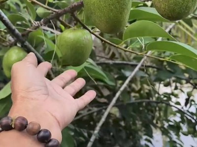 Bán nhà mặt tiền 5000 m2, giá 27 tỷ - vị trí vàng tân túc, bình chánh, hcm - sổ hồng chính chủ 1