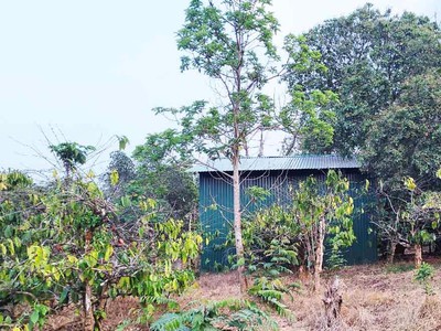 Đất nông nghiệp 1.7 ha, ea kao - buôn ma thuột  - giá hấp dẫn 450 triệu/sào 1