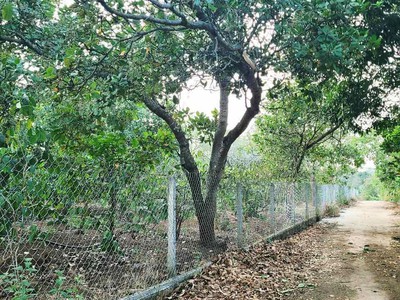 Đất nông nghiệp 1.7 ha, ea kao - buôn ma thuột  - giá hấp dẫn 450 triệu/sào 2