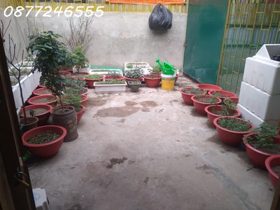 Bán nhà riêng cấp 4   ngõ 1 đại linh   gần phố cương kiên   chỉ 3.1 tỷ 2
