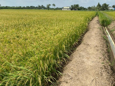 Bán 1500 m2 đất lúa tại xã tân phước, huyện gò công đông, tiền giang 550tr hết đấ 2