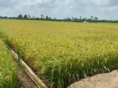 Bán 1500 m2 đất lúa tại xã tân phước, huyện gò công đông, tiền giang 550tr hết đấ 3