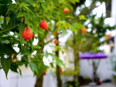 Cho thuê villa sân vườn 5 phòng ngủ mai anh đào phường 8 tp đà lạt 25tr/tháng 3