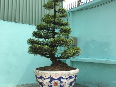 Nghệ nhân dán miễng sành sứ - ốp sành - chuyên chậu hoa - bể cá cảnh 10