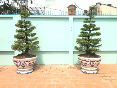 Nghệ nhân dán miễng sành sứ - ốp sành - chuyên chậu hoa - bể cá cảnh 11
