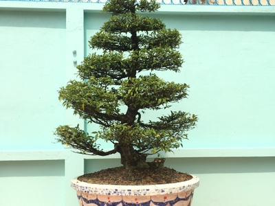 Nghệ nhân dán miễng sành sứ - ốp sành - chuyên chậu hoa - bể cá cảnh 12