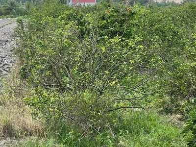 5300m2 đất vườn ấp 10, xã Lương Hòa giá 3,5 tỷ 0