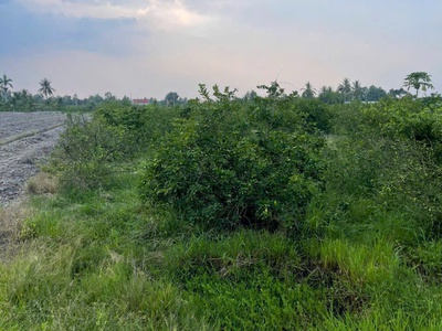 5300m2 đất vườn ấp 10, xã Lương Hòa giá 3,5 tỷ 1