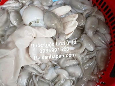 Cần bán bạch tuộc vip ngon giá tốt 0