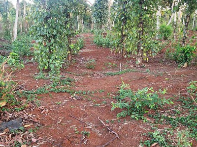 Bán gấp lô đất nn 1.3ha - giáp hòa thuận - buôn ma thuột - đăk lăk chỉ 650tr/ sào 2