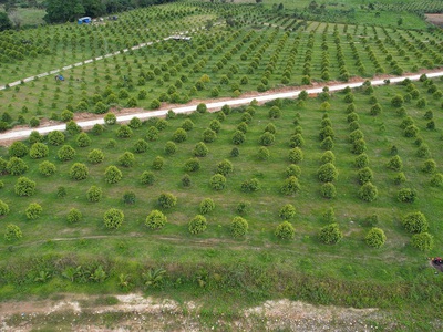 Bán đất vườn đẹp tại khánh vĩnh   giá chỉ 3 tỷ, có thương lượng 4