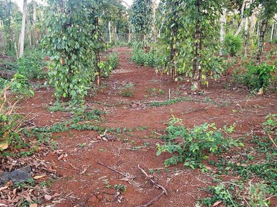 Siêu hot - bán lô cà phê 1.3 ha đất đỏ ba zan - cách ql 14 chỉ 400m -  buôn ma thuột - chỉ 450tr/ 1