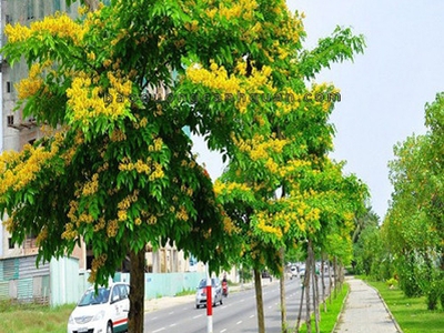 Bán cây xanh công trình SLL ở HCM, Đồng Nai giá tốt 0