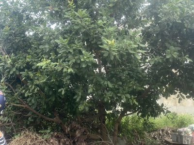 Cc cần bán gấp đất biệt thự ở khu sân bay quốc tế long thành - đồng nai 2