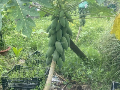 Cc cần bán gấp đất biệt thự ở khu sân bay quốc tế long thành - đồng nai 3