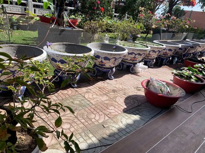 Chậu hoa dán sành sứ - chậu khảm sành - cẩn miễng 7