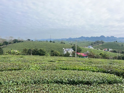 Bán đất tk68 mộc châu   300m  vuông vắn, mặt tiền 20m, sẵn 100m  thổ cư, giá chỉ 2,4 tỷ 1