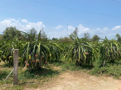 Bán đất- dt: 2000m2, mặt tiền ngang 36,5m, giá tốt xã tân lập, hàm thuận nam, bình thuận 2