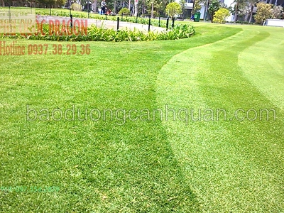 Cỏ tự nhiên sân bóng, sân golf dễ trồng SLL ở Đồng Nai, HCM 0