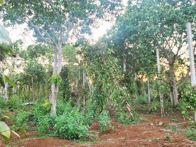 Bán gấp lô đất nn 1.3ha - giáp hòa thuận - buôn ma thuột - đăk lăk chỉ 650tr/ sào 3