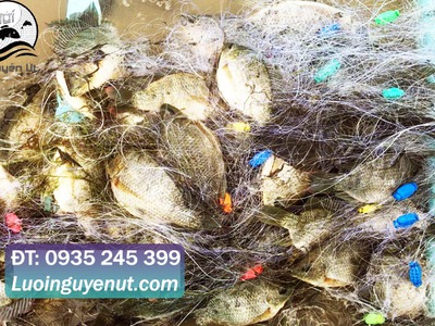 Lưới ba màn giăng các loại cá TPHCM 2