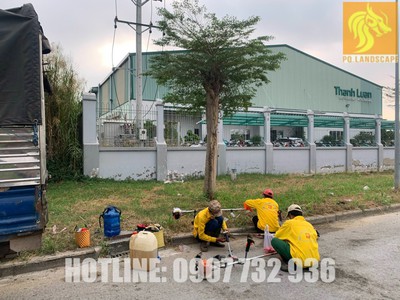 Cắt c.ỏ, phát hoang trọn gói ở Đồng Nai, Long An, HCM 0