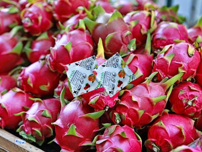 Gói Hút Khí Ethylene 5g - Cho Thanh Long Xuất Khẩu 0