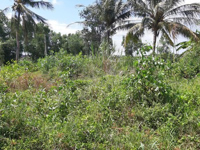 Plash deal chính chủ bán gấp 105 m2 full thổ cư 2 mặt tiền đường xe hơi 4m và mặt sau 2m. 2