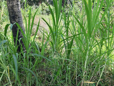 Plash deal chính chủ bán gấp 105 m2 full thổ cư 2 mặt tiền đường xe hơi 4m và mặt sau 2m. 4