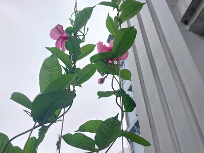 Cơ hội  đang bán bùi huy bích - quận ủy hoàng mai - 62m 5 tầng vỉa kè , kd, ô tô tránh chỉ hơn 15 tỷ 3