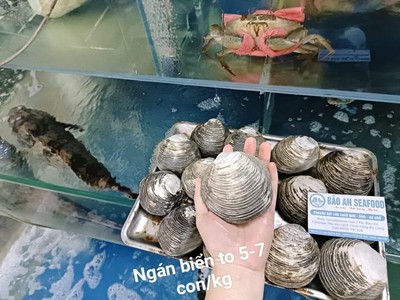 Cần bán ngán biển tuyển chọn giá tốt 0