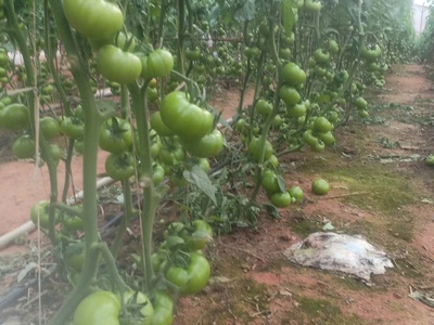Bán lô đất tại phường 5 nối liền với xã tà nung, tp.đà lạt, tỉnh lâm đồng 2