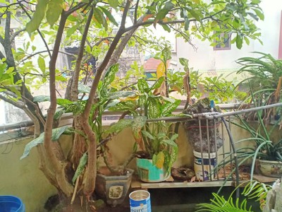 Hiếm-mặt phố quận Hoàn Kiếm-61M 4T 25TỶ-Ô chờ thang máy-kinh doanh sầm uất ngày đêm 3