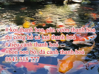Koi xứ thanh, bể cá koii đẹp Thanh hoá, thiết kế cafe koi thanh hoá. 3