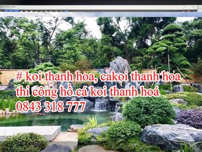 Koi xứ thanh, bể cá koii đẹp Thanh hoá, thiết kế cafe koi thanh hoá. 4