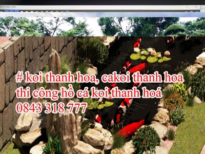 Koi xứ thanh, bể cá koii đẹp Thanh hoá, thiết kế cafe koi thanh hoá. 7