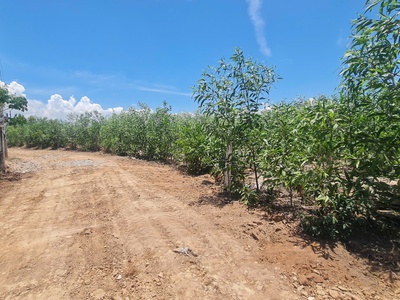 Bán 2000m2 đất thổ cư hẻm lý thường kiệt, thị xã lagi giá đầu tư 0