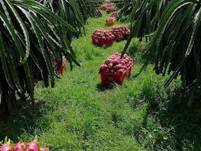 Bán gấp 1 mẫu đất trồng cây lâu năm đang ra trái   hàm liêm, bình thuận giá chỉ 2 tỷ 6 4